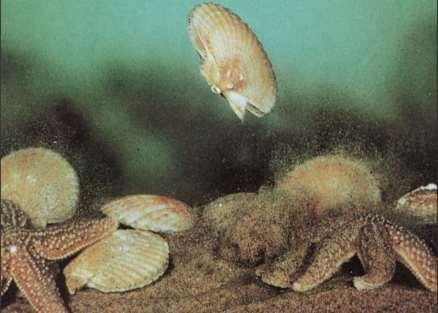 Class Bivalvia - Locomotion Bivalves move around by extending the muscular foot between the shells.