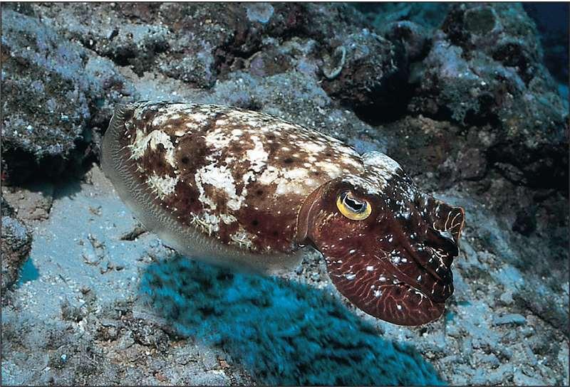 Class Cephalopoda - Shells Cuttlefish have a small curved shell,