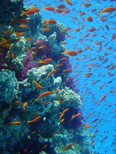 Why is it important to protect the Great Barrier Reef? b.