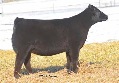 LUCY C O W F A M I L Y WB PVF Lucy 1052, this 2013 NWSS Reserve Grand Champion is a maternal sister to Lots 12-17.