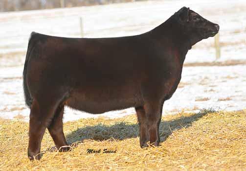 Two impressive October show heifers offering extra rib and body shape and backed by a pedigree proven to succeed.