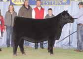 PVF Lucy 3050, this 2014 NWSS Reserve Winter Heifer Calf Champion is a full sister to Lot 17. Will sell with a calf at side (Lot 17A); due 03.13.15 sired by PVF Insight 0129.