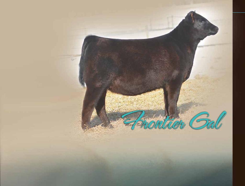 WCC Frontier Gal 39, the past NWSS Reserve Grand Champion and maternal grandam of Lot 18. EXAR Frontier Gal 3734, the $150,000 many times champion and full sister to the dam of Lot 18.