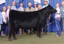84 4 1 8 1 Unlimited potential in this powerfully constructed, yet feminine fronted daughter of PVF Insight 0129 produced from a First Class daughter who is a full sister to the $150,000 EXAR