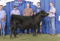 Division Champion. PVF Proven Queen 2105, 2013 NWSS Class Winner 21 PVF Proven Queen 4205 Cow +18057439 tattoo: 4205 calved: 11.