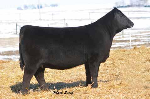 72 +13.89 +66.33 I-.01 I+.72 LOT 24 PVF Proven Queen 4186 An exciting July born daughter of PVF Insight 0129 backed by the powerful and productive Proven Queen family.