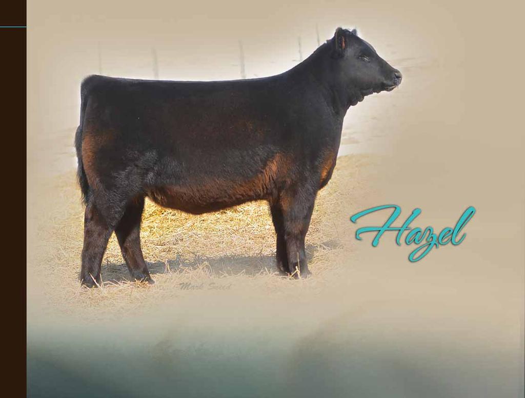 P V F 4 1 7 2 PVF Hazel 2022, this many times champion is a maternal sister to Lot 26. P A G E 2 0 YON Hazel T154, the powerful donor dam of Lots 26, 27 & 28. Retaining 1/2 embryo interest.