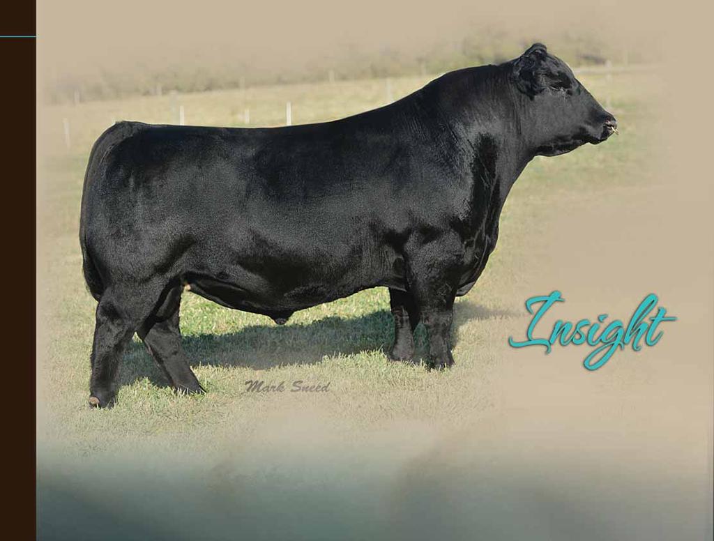 P V F 0 1 2 9 PAGE 8 Leased to Genex/CRI Without question, one of the breed s heaviest used AI sires is this impressive Prairie View Farms-bred herd sire who is one of the rare bulls in the breed
