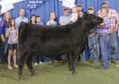 Her dam is one of the most prominent females in the PVF program producing numerous sale highlights and show ring winners.