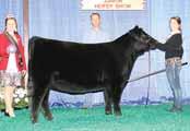 She descends from the same family as PVF Ellen 1185 who sold through the 2012 PVF offering to Kagney Collins and went onto be named Calf Champion at the 2012 NAILE.