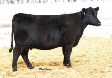 PVF Missie 2089 LOT 29 PVF Proven Queen 2114 FCF PROVEN QUEEN 022 - The many times champion full sister to Lot 29. 27 