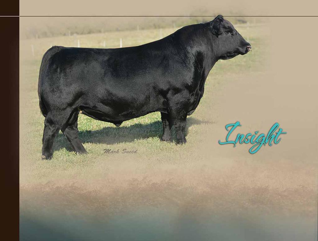 P V F 0 1 2 9 Leased to Genex/CRI This PVF bred herd sire has become one of the most popular bulls in the Genex/CRI lineup.