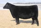 An opportunity to select a flush to the bull of your choice from this extremely popular past NWSS Reserve Grand Champion who in
