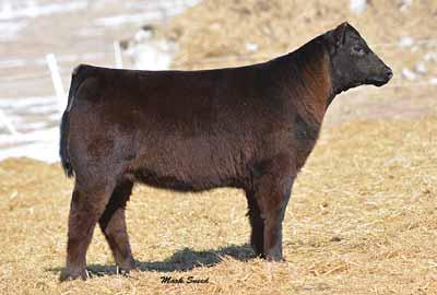 Three exciting flush sisters who are also full sisters to the $35,000 one-half interest selection of Talon Crest Farms LLC through the 2013 spring PVF Production Sale.
