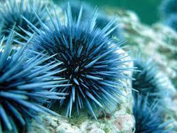 Prey Sea otters eat sea urchins but sea otters can crush sea urchins. Anemone sting sea urchins.