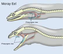 Eels live in eel pits. An eel pit is like a cave. They come out at night. Their home protects them. Family and Baby Eels Eels live in families. Some are small and some are big.