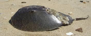 Horseshoe Crabs By Wesley and Aaban This is a horseshoe crab on the beach. What Do Horseshoe Crabs Eat? Horseshoe crabs eat little creatures like snails, bugs, worms and dead ticks.