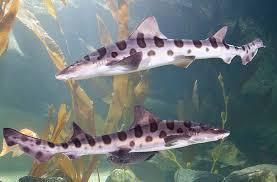 They have sharp teeth. They can be bigger than a human. They are long. How Do Sharks Move? Sharks swim fast. They swim with their fins and tail. Sharks cannot swim backwards.