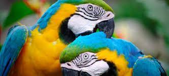 Parrots By Bhavyaka and Farida What Do Parrots Look Like? Colorful baby parrots. Parrots can have striped eyes. Parrots are tropical birds.
