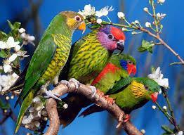 They live in trees and sit on the branches. Some parrots live in aquariums or in homes as pets. What Do Parrots Eat? Parrots eat seeds. They like sunflower seeds.