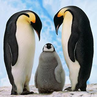 The Emperor is the biggest kind about 4 feet tall. What Do Penguins Eat? Penguins eat fish.