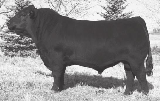 5 +50 +91 N/A +25 Here is a big bodied, strong made bull that has a lot of balance and quality. His levelness of top and squareness of hip give him a pattern that really catches the eye.