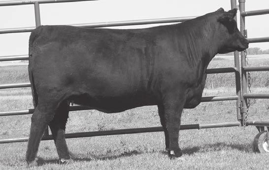 Missy Lady DN50 811 +4 +1.2 +56 +96 I+1.27 +17 Here is a big bodied, strong made herd bull that has a lot of balance and quality.