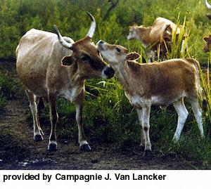 The N Dama is the only pure African Bos Taurus left in Africa and it has been proven that the N Dama has genetically the highest resistance to trypanosomas, a parasite causing trypanosomiases.