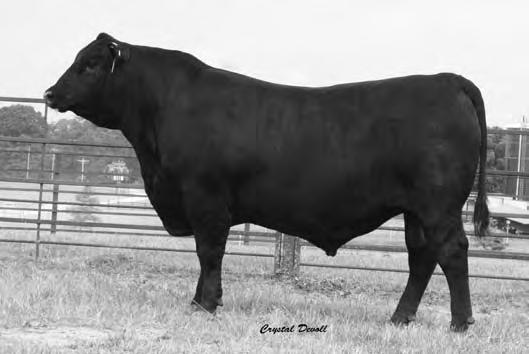 Southern Predestined 91504 F:G -.