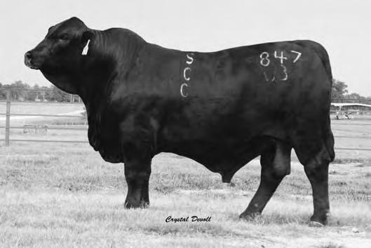 007 69 720 1694* 14.77 4.563 24 A low birth weight high maternal herd sire prospect. This son of Griese of Brinks 803R27 is sure to catch your attention.