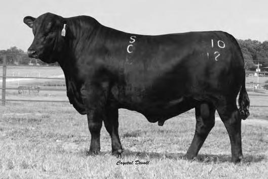 386 32 You better pay attention to this young bull. He is the only Next Step son in the sale and certainly worth looking at.