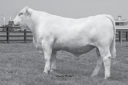 Southern Charolais Your choice for pounds on the ground! Southern Bravo Leader 183 2/19/2009 M782299 Polled Tattoo: 91564 WCR PRIME CUT 764 PLD LT RIO BLANCO 1234 P LT PRAIRIE MAID 4054.2 1.