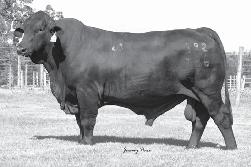 Southern Sires 10% discount on all bulls, 20% discount on 50 units or more We are offering you the