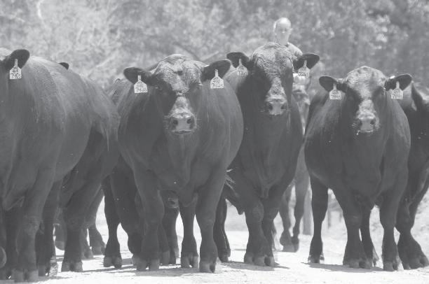 If you are wanting to purchase a bull or female private treaty or at one of our sales and are unable to come to the ranch in person, then contact someone in the Southern Cattle Company sales team.