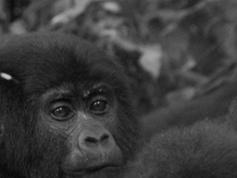 Gorilla beringei beringei Mountain gorilla
