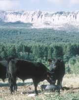 @Even though the cattle spend the summer and fall in rough wilderness, they are still expected to perform on grain. A few bulls are sent to Montana s Midland and Treasure test centers each year.