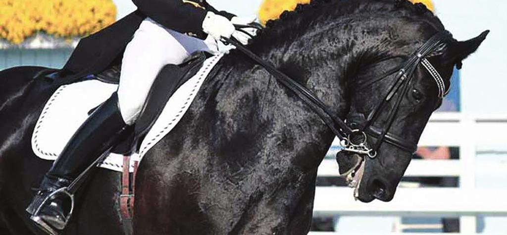 Common Mistake with a Loose-Ring Snaffle There is a common mistake that numerous riders make with a loose-ring snaffle.