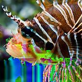 READTHEORY Name Date Invasion of the Lionfish The lionfish is one of the most dangerous fish in the Atlantic Ocean.