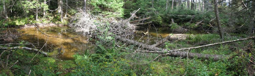 Large Woody Debris Creates Pools and Provides Cover Trout Biomass