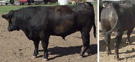 Evaluating Frame Size The optimum steer for today's market should be medium framed and finish at about 1,200 pounds.