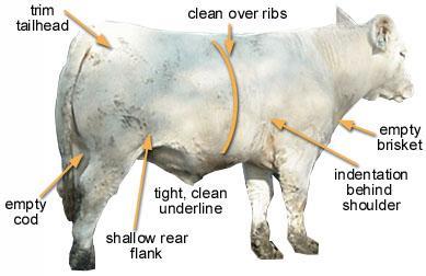 Finish-Too Much Muscle This steer does not have enough fat to achieve an acceptable quality grade.