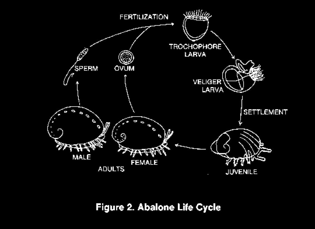 a) c) b) e) d) 23. The following questions refer to the figure above showing the abalone life cycle.