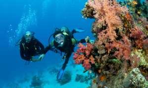 Certified Scuba Dive With Equipment - ZC04 Explore the magical underwater world of Cococay on an exciting one tank shallow water shore dive.
