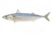 Mackerel Catch Methods: Purse Seine and Pelagic (mid-water) trawl Where caught: North East Atlantic Mackerel is a firm fleshed fish that is especially healthy due to the
