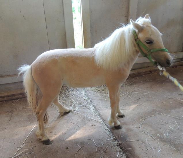 Silver Belle Farms Cleopatra -filly DOB: 04/29/14 AMHA A 221584 AMHR 331483T Palomino/white mane/lightly mixed tail Sire: Silver Belle Farms/DSF Russians Little