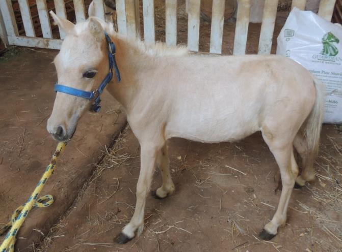 Silver Belle Farms Paris Lights - filly DOB: 05/24/14 AMHA A 221582 Silver Belle Farms Paris Nights AMHR 331485T Palomino/white mane and tail/faint star Sire: Silver Belle