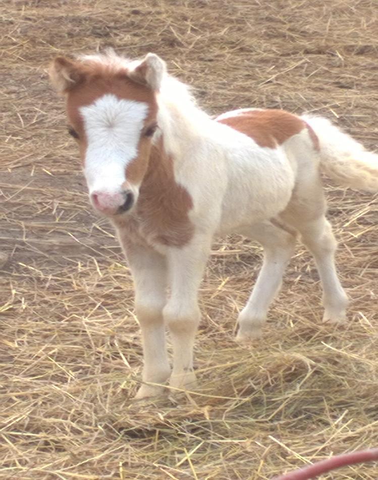 Silver Belle Farms Red Chief -stallion DOB: 05/14/17 AMHA# Pending AMHR# Pending Red and white pinto Sire: Happy Times Johnny Cocoa Dam: 3DS Splash of Mickey Chief is a son of our