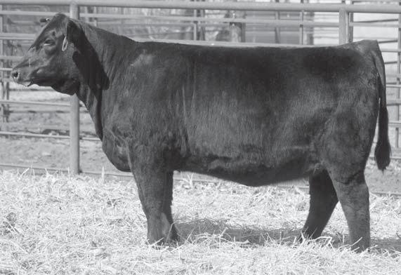This mid May heifer is triple bred to 6807, EXT and New Trend. Posts the best adjusted WW and the 2nd highest WW EPD among heifers in the sale.