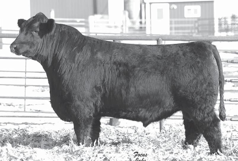 Weers Angus Fall Bulls Sons 1 Weers Watchman 40A 1 All fall bulls weighing from 1700-1950 lbs are widebodied and powerful.