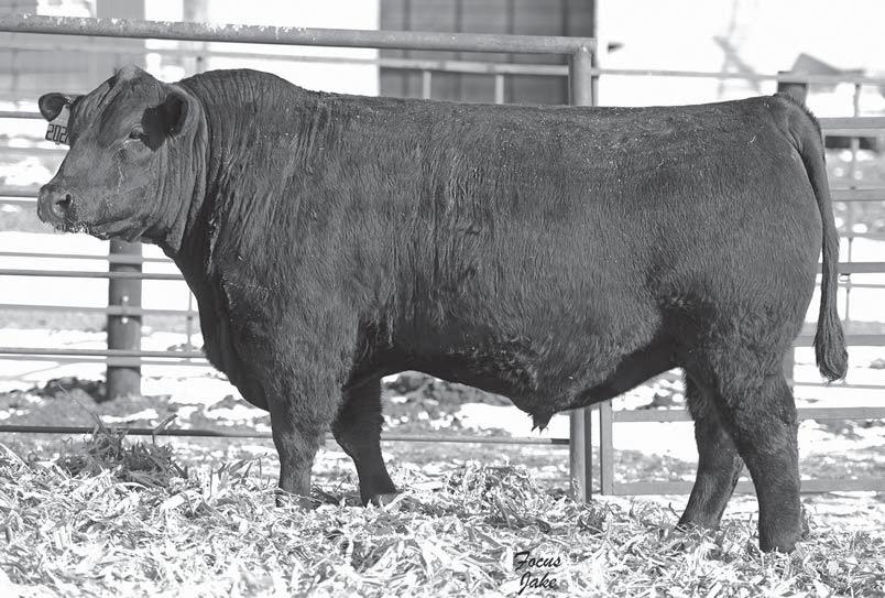 Weers Angus Fall Bulls Sons Weers Watchman 202A 5 Individual Performance: BW 81 lbs, 205 Wt. 593 lbs, WWR 94, 365 Wt. 1167 lbs, YWR 95 with 8 contemporaries. Actual Ultrasound Scan Data: %IMF 3.